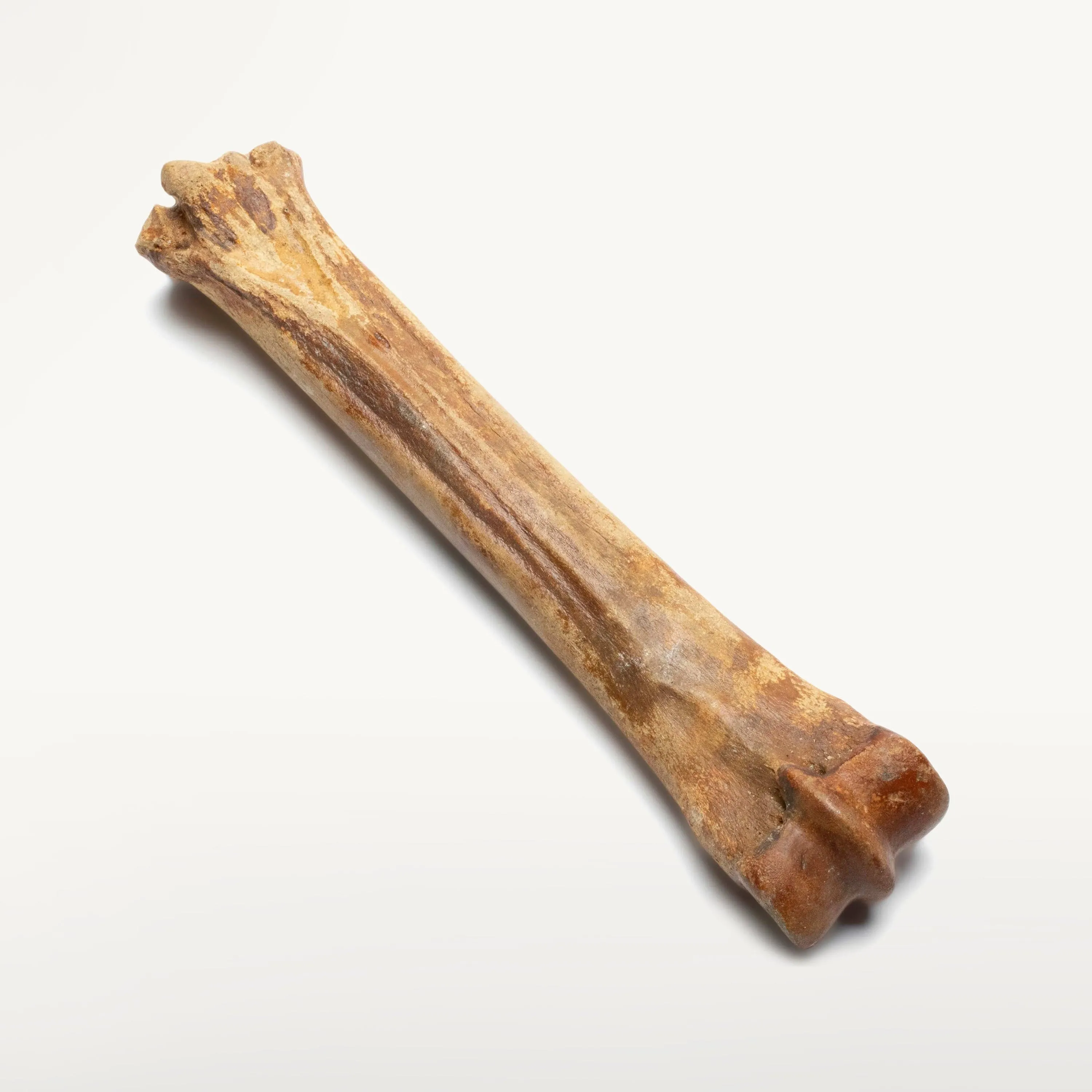 Authentic Ice Horse Leg Bone Fossil