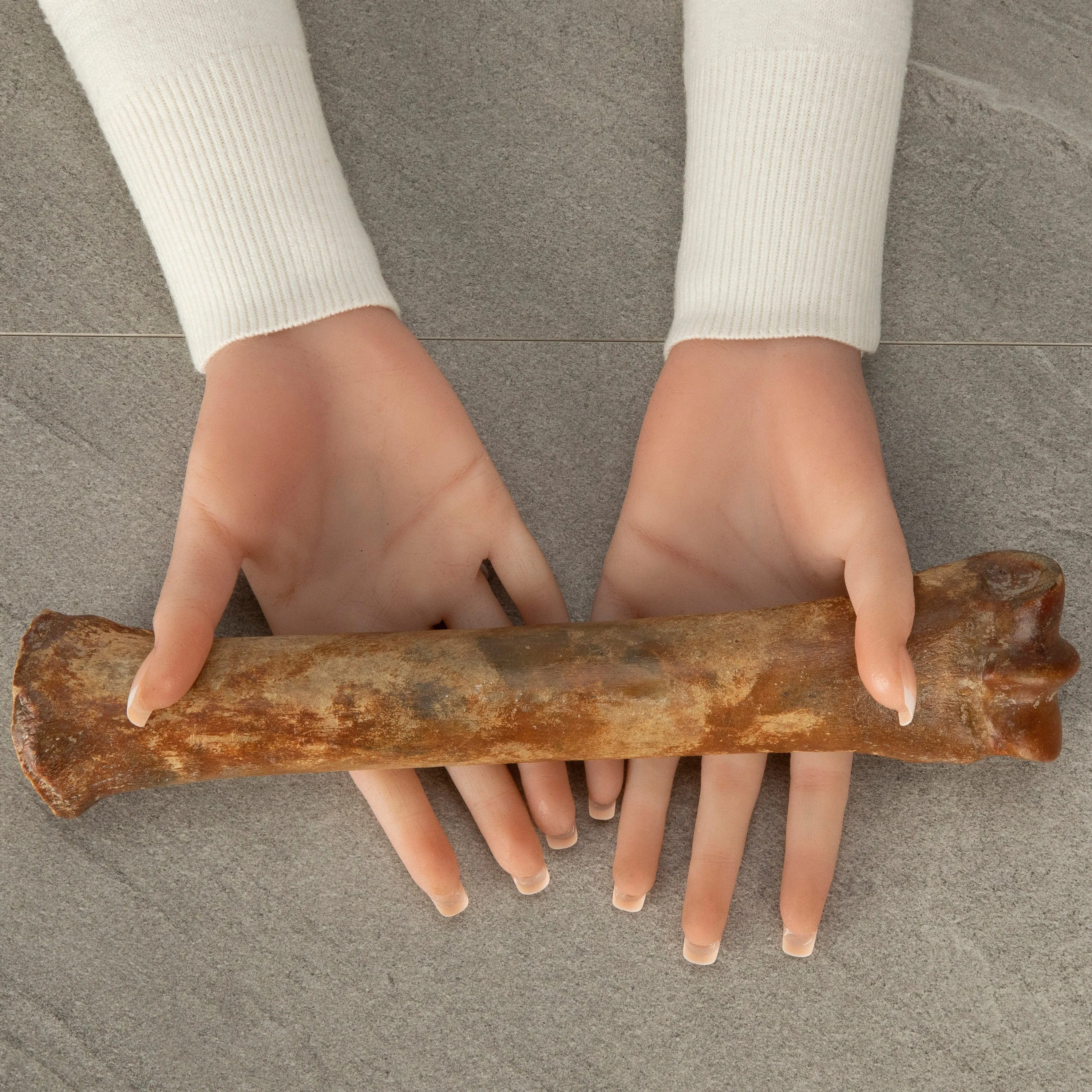 Authentic Ice Horse Leg Bone Fossil